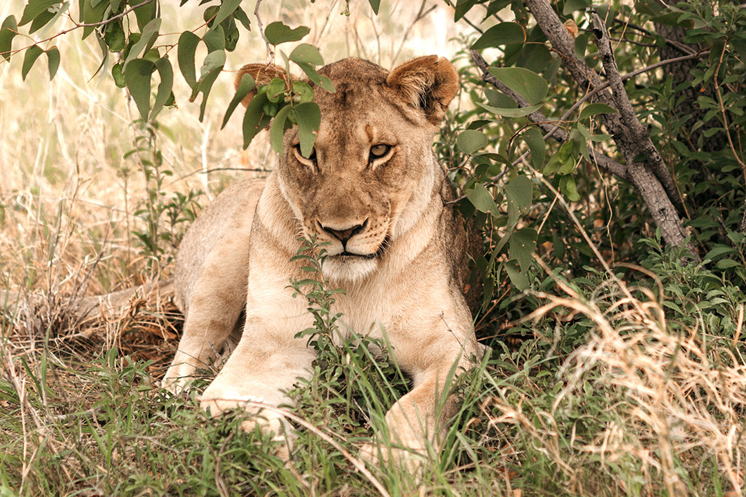 Etosha Safari Camping2go