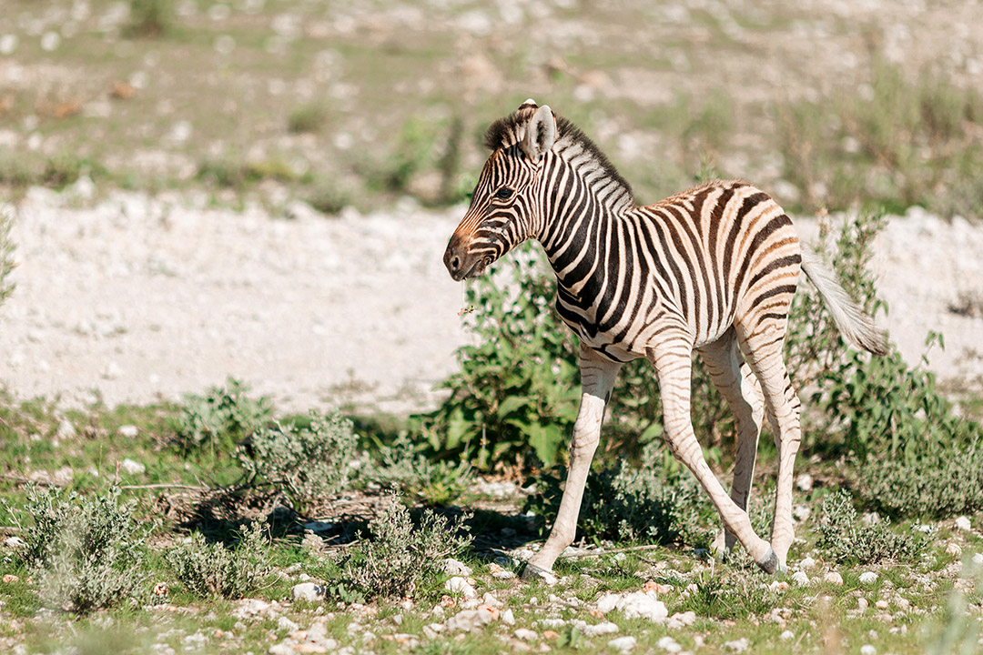 Etosha Safari Camping2go