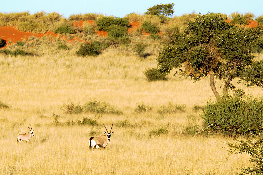 Kalahari Anib Camping2go